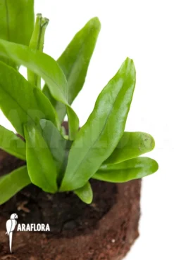 Microsorum Punctatum 6 Microsorum Punctatum -Green Haven Sales Store Microsorum punctatum 3