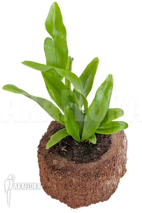 Microsorum Punctatum 4 Microsorum Punctatum - Image 4