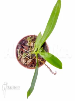 Orchid 'Microterangis Hildebrandtii' -Green Haven Sales Store Microterangis hildebrandtii 2