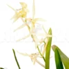 Orchid 'Miltonia Flavescens'