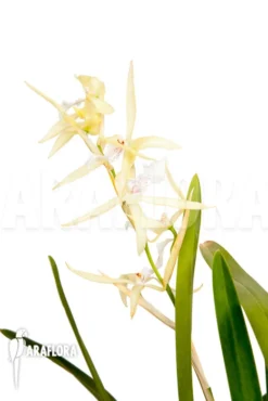 Orchid 'Miltonia Flavescens'