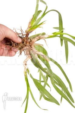 Orchid 'Miltonia Flavescens' -Green Haven Sales Store Miltonia flavescens 2