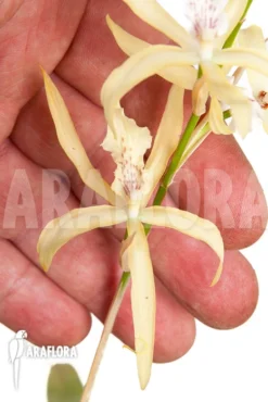 Orchid 'Miltonia Flavescens' -Green Haven Sales Store Miltonia flavescens 3