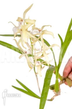 Orchid 'Miltonia Flavescens' -Green Haven Sales Store Miltonia flavescens 4