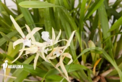 Orchid 'Miltonia Flavescens' -Green Haven Sales Store Miltonia flavescens 5