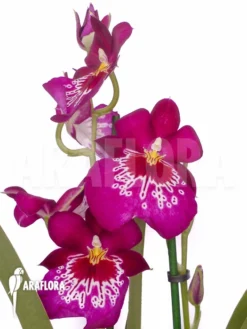 Orchid 'Miltonia Hybrid'