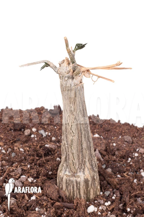 Momordica Rostrata 6 Momordica Rostrata - Image 6