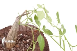 Momordica Rostrata 9 Momordica Rostrata -Green Haven Sales Store Momordica rostrata 10