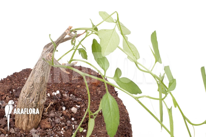 Momordica Rostrata 4 Momordica Rostrata - Image 4