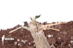 Momordica Rostrata 10 Momordica Rostrata -Green Haven Sales Store Momordica rostrata 3