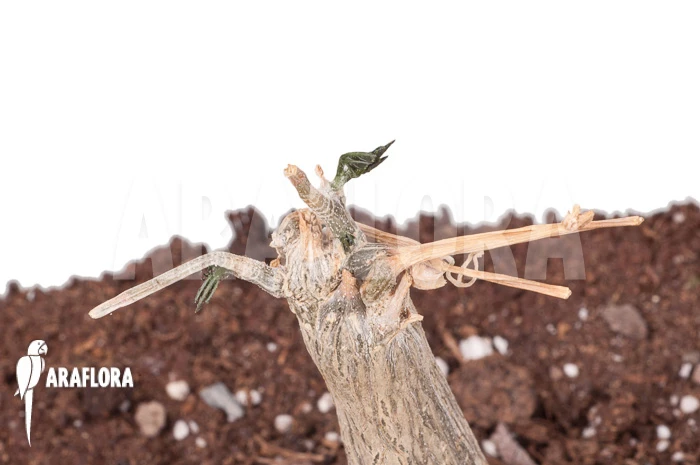 Momordica Rostrata 5 Momordica Rostrata - Image 5