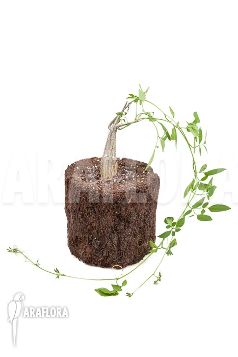 Momordica Rostrata 2 Momordica Rostrata - Image 2