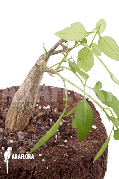 Momordica Rostrata 1 Momordica Rostrata