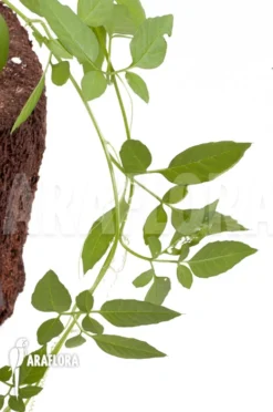 Momordica Rostrata 8 Momordica Rostrata -Green Haven Sales Store Momordica rostrata 9