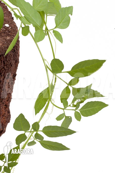 Momordica Rostrata 3 Momordica Rostrata - Image 3