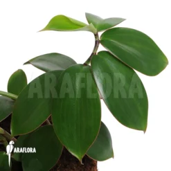 Lemon Ginger 'Monocostus Uniflorus'