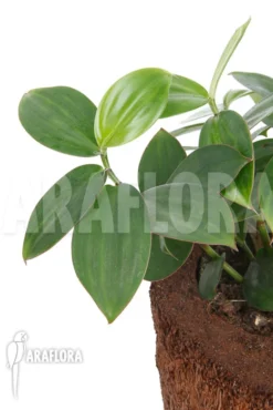 Lemon Ginger 'Monocostus Uniflorus' 'XL'
