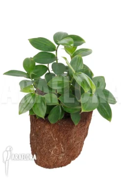 Lemon Ginger 'Monocostus Uniflorus' 'XL' -Green Haven Sales Store Monocostus uniflorus XL 2