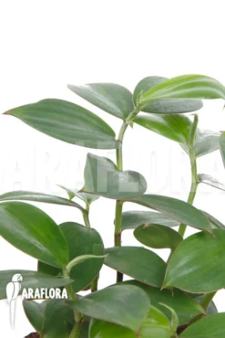 Lemon Ginger 'Monocostus Uniflorus' 'XL' -Green Haven Sales Store Monocostus uniflorus XL 4