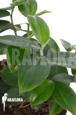 Lemon Ginger 'Monocostus Uniflorus' 'XL' -Green Haven Sales Store Monocostus uniflorus XL 5