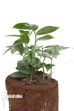 Lemon Ginger 'Monocostus Uniflorus' 'XL' -Green Haven Sales Store Monocostus uniflorus XL 6