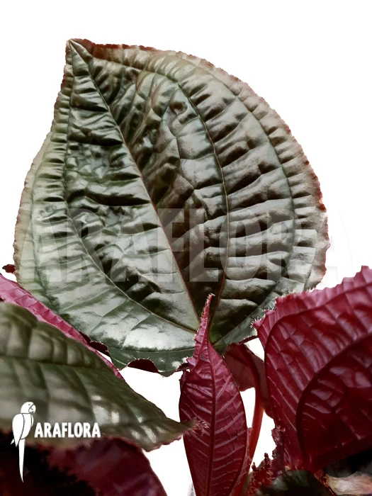 Monolena Primuliflora 'Metallic' 1 Monolena Primuliflora 'Metallic'