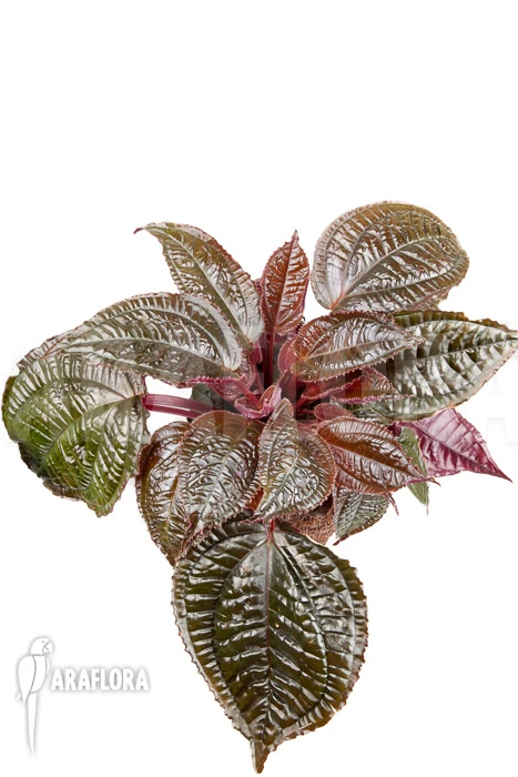 Monolena Primuliflora 'Metallic' 6 Monolena Primuliflora 'Metallic' - Image 6