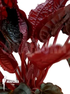 Monolena Primuliflora 'Metallic' 10 Monolena Primuliflora 'Metallic' -Green Haven Sales Store Monolena primuliflora Metallic 3