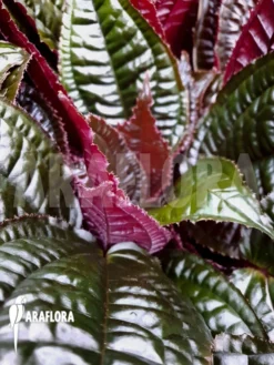 Monolena Primuliflora 'Metallic' 9 Monolena Primuliflora 'Metallic' -Green Haven Sales Store Monolena primuliflora Metallic 4