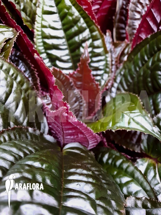 Monolena Primuliflora 'Metallic' 4 Monolena Primuliflora 'Metallic' - Image 4