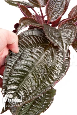 Monolena Primuliflora 'Metallic' 8 Monolena Primuliflora 'Metallic' -Green Haven Sales Store Monolena primuliflora Metallic 5