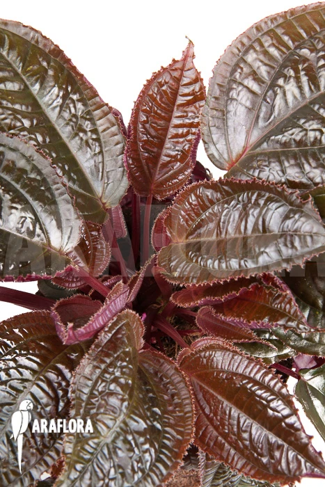 Monolena Primuliflora 'Metallic' 2 Monolena Primuliflora 'Metallic' - Image 2