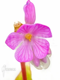 Monolena Primuliflora