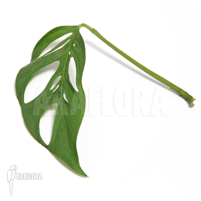 Monstera Adansonii 1 Monstera Adansonii