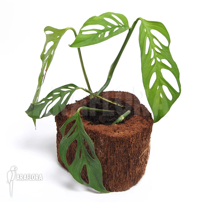 Monstera Adansonii 3 Monstera Adansonii - Image 3