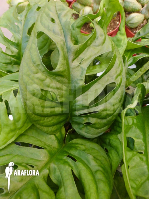 Monstera Adansonii 2 Monstera Adansonii - Image 2