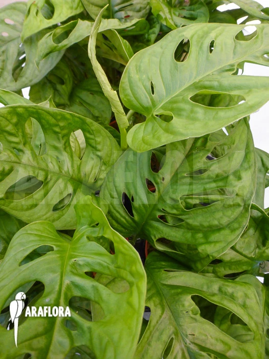 Monstera Adansonii 4 Monstera Adansonii - Image 4