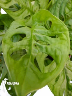 Monstera Adansonii 9 Monstera Adansonii -Green Haven Sales Store Monstera adansonii 5