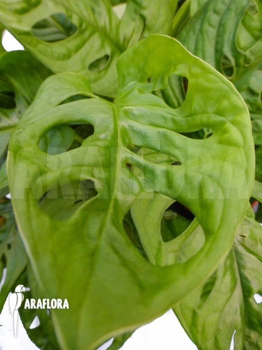 Monstera Adansonii 5 Monstera Adansonii - Image 5