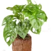 Monstera Adansonii 'Leichtlinii'