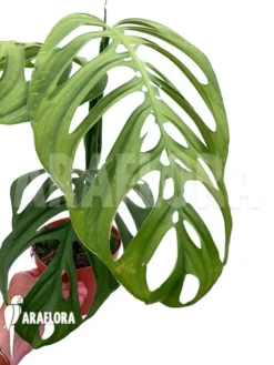Monstera Aff. Epipremnoides (Monstera Esqueleto) -Green Haven Sales Store Monstera aff epipremnoides Monstera esqueleto 3