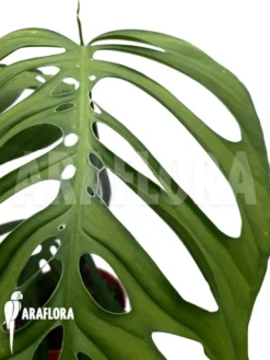 Monstera Aff. Epipremnoides (Monstera Esqueleto) -Green Haven Sales Store Monstera aff epipremnoides Monstera esqueleto 4