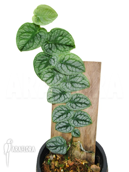 Monstera Dubia 1 Monstera Dubia