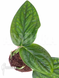 Monstera Karstenianum