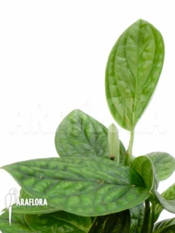 Monstera Karstenianum -Green Haven Sales Store Monstera karstenianum 4