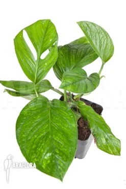 Monstera Pinnatipartita “M”