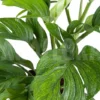 Monstera Pinnatipartita “XL”
