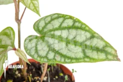 Monstera Siltepecana 'Starter'