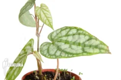 Monstera Siltepecana 'Starter' -Green Haven Sales Store Monstera siltepecana starter 4