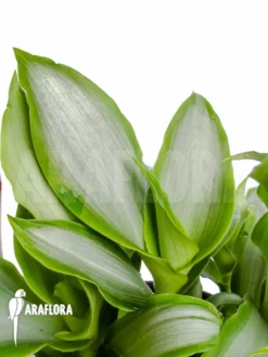 Murdannia Loriformis 'Bright Star'